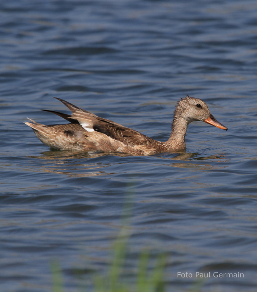 PG001_Gadwall (473K)