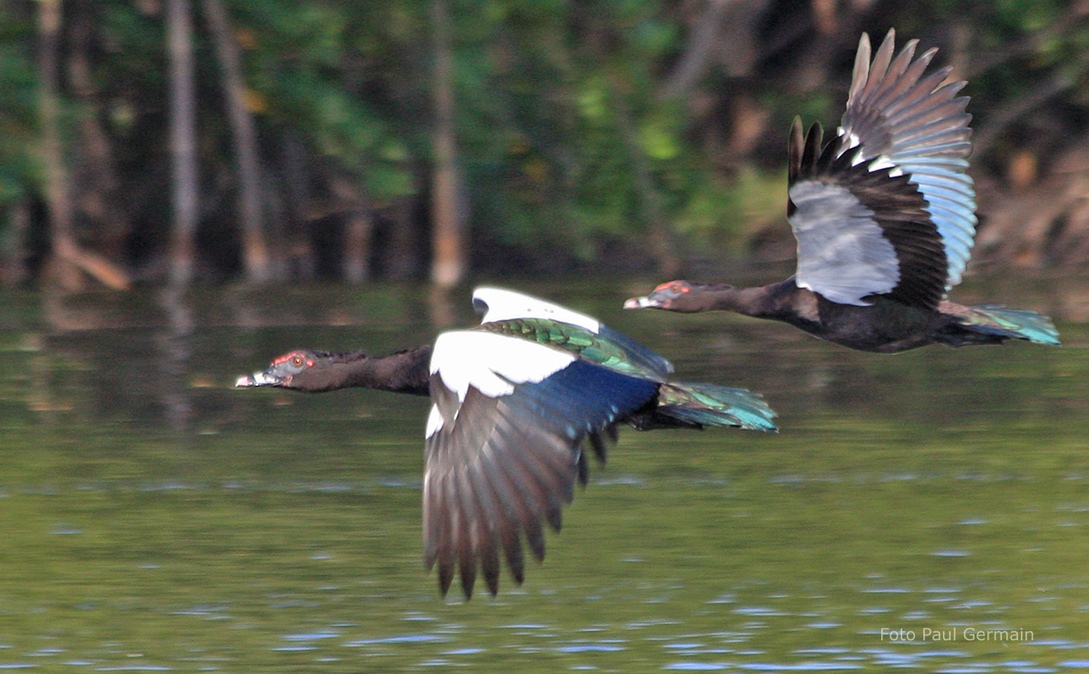 PG002_Muscovy Duck (1064K)