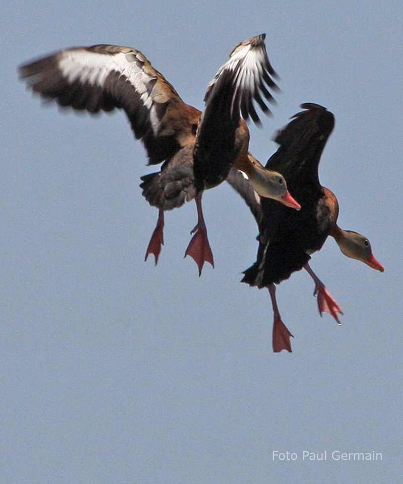 PG004_Black-bellied Whistling-Duck (516K)