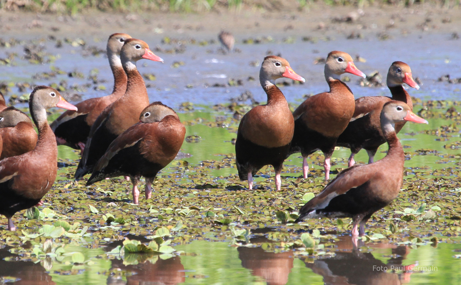 PG005_Black-bellied Whistling-Duck (1069K)