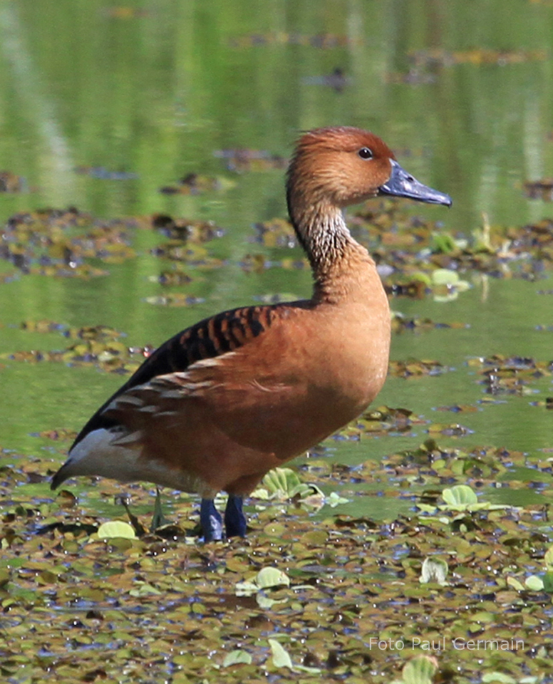 PG006_Fulvous Whistling-Duck (572K)