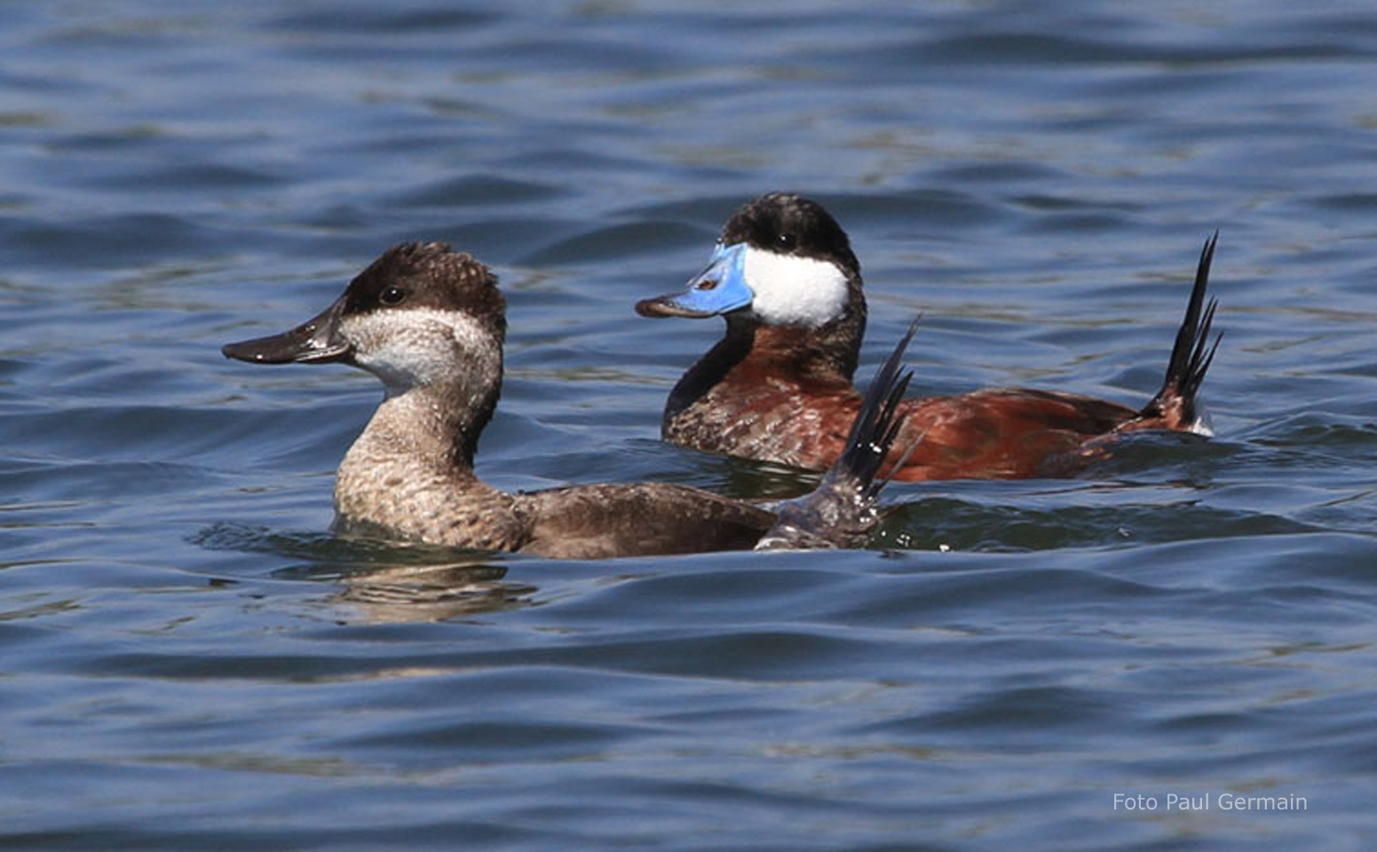 PG007_Ruddy Duck (648K)