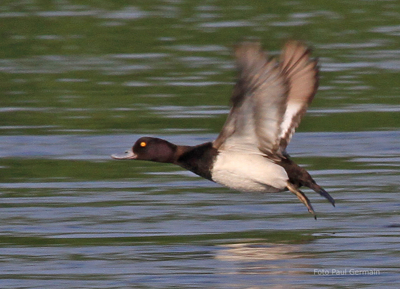 PG008_Lesser Scaup (987K)