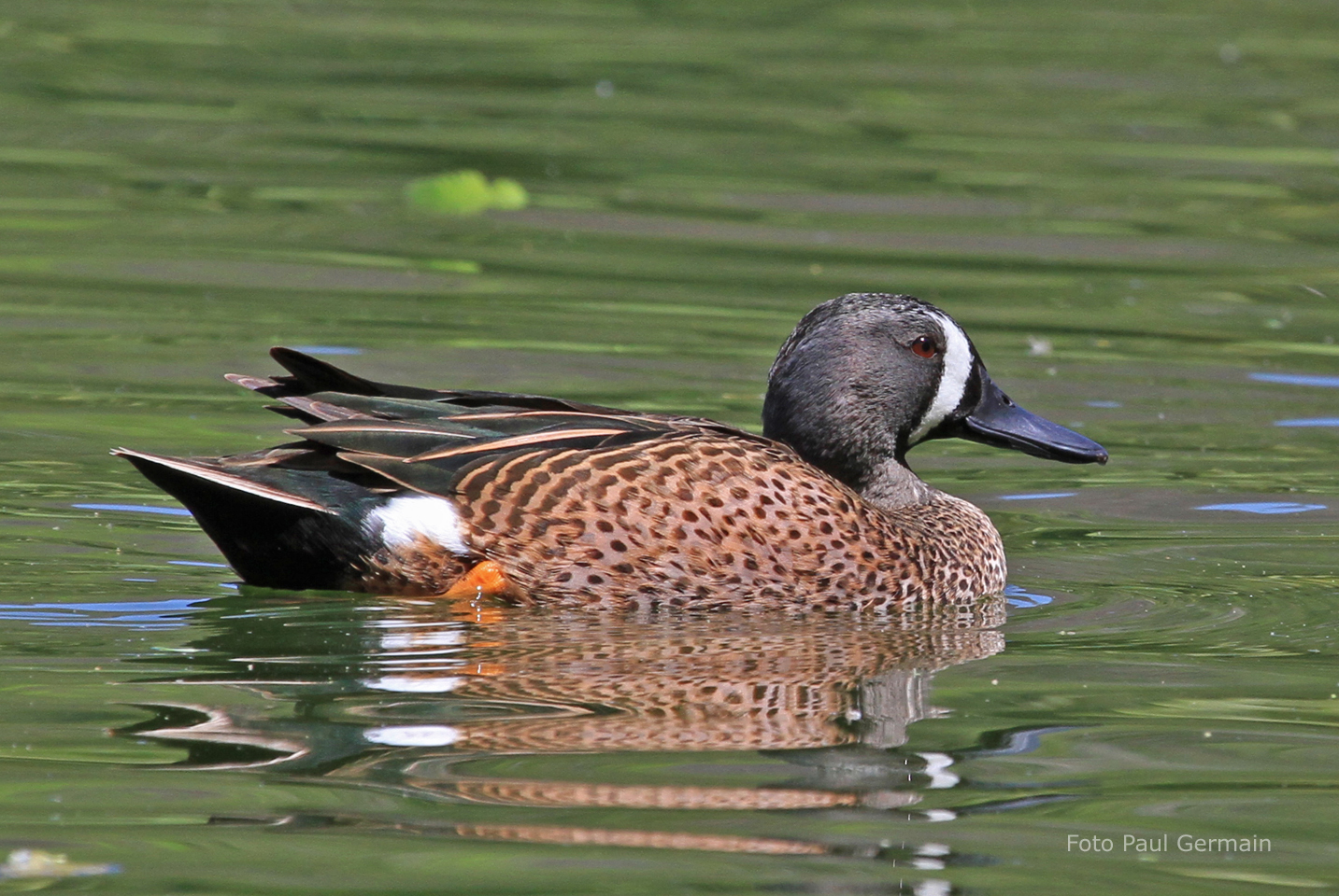 PG009_Blue-winged Teal (976K)