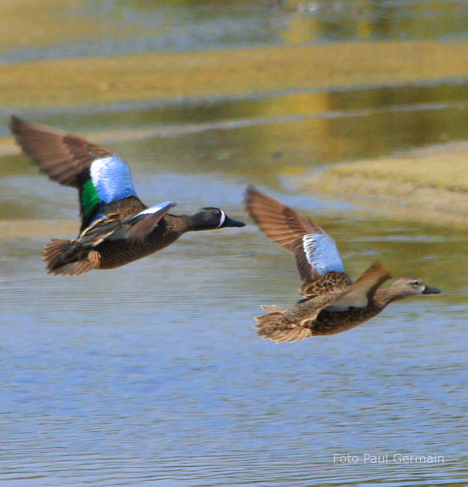 PG010_Blue-winged Teal (634K)